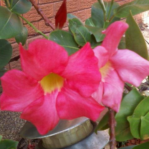 tidjun_abdull's profile picture. 