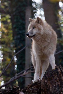 www_alshreef's profile picture. ‏ويعطيك من طرف لسان حلاوة ...ويروغ منك كما يروغ الثعلب ..