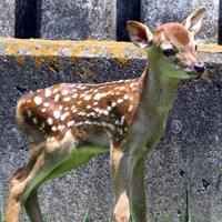 一般財団法人奈良の鹿愛護会 公式アカウント (@nara_aigokai) 's Twitter Profile Photo 一般財団法人奈良の鹿愛護会 公式アカウント (@nara_aigokai) 's Twitter Profile Photo