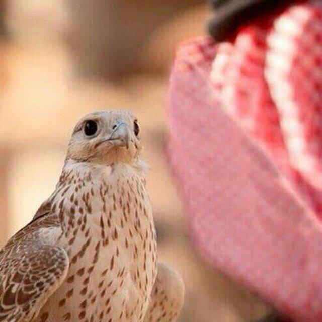 jazzhshd123's profile picture. 