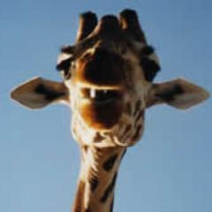 iamonduli's profile picture. 