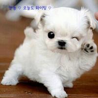 해꿈이 (@minikara11) 's Twitter Profile