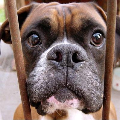 AnimauxQuebec's profile picture. 