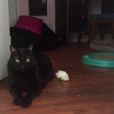 yes_imacat's profile picture. Cat. Black.