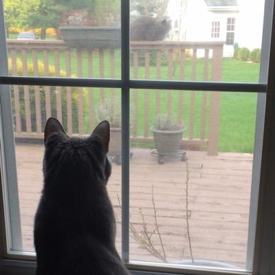 Iaqueenie's profile picture. Lover of animals and the arts. Aviation enthusiast. The 🚌 came by and I jumped on. Grateful. ⚡️