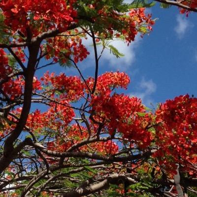 DebraBrock1's profile picture. 