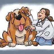 Vacunamos y desparasitamos a tus mascotas directo en tu domicilio. Médicos Veterinarios cerrificados, consultas y más.