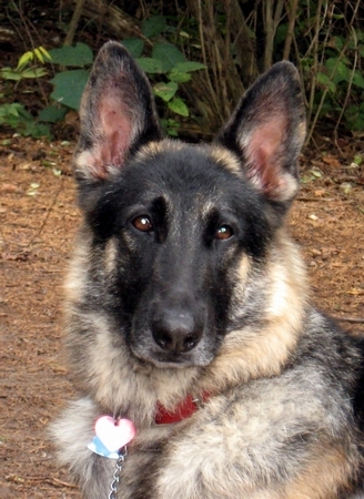 Chevymom's profile picture. Wife, Mom, Grandma, wanna be photographer in southeast Michigan.