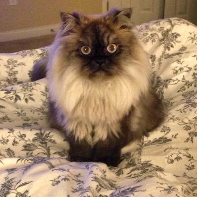 Louis_V_The_Cat's profile picture. Just living the dream... sleeping, eating and watching the world through the window.