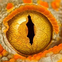 La vida se mide en detalles, las fotos más impresionantes también. Vemos el mundo desde un lente macro.