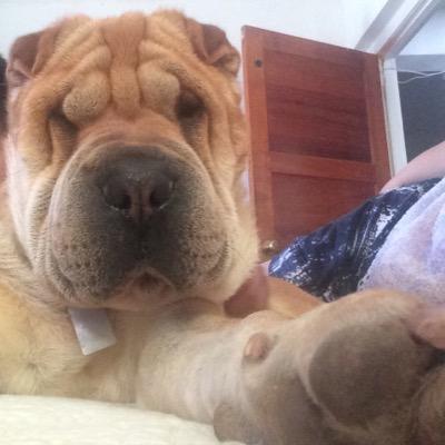 paureds's profile picture. En tiempos de engaño universal, decir la verdad se convierte en un acto revolucionario!!! El Salvador (cobresalina) - Antofagasta