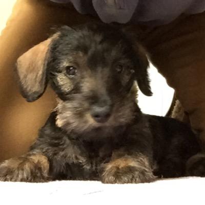 Tweets & news from Putney's cutest resident & the head of air corp and communications for the #SausageArmy. Views & barks are my own. WOOF! Born 19/02/15