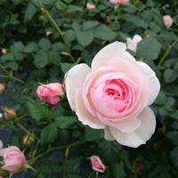 Asuka Rose Garden(@baranikoishite) 's Twitter Profile Photo