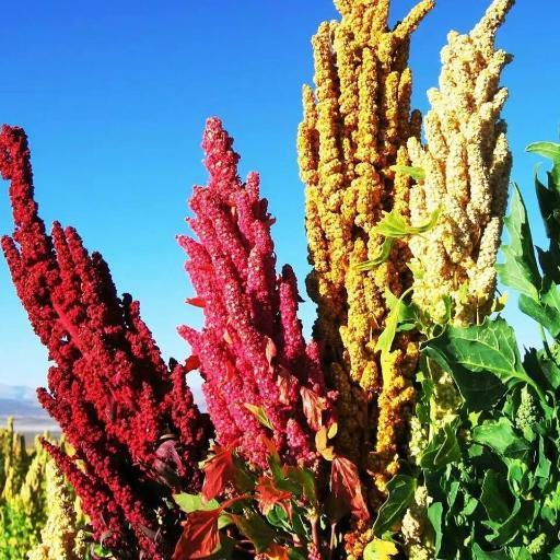 Producimos Quinua en sistemas de agricultura Organica, transformamos y comercializamos bajo principios de Comercio Justo. Grano - Hojuelas - Harina