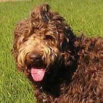 Norrland Labradoodles är en liten Australiensiska Labradoodle avels program och terapihund ekipage