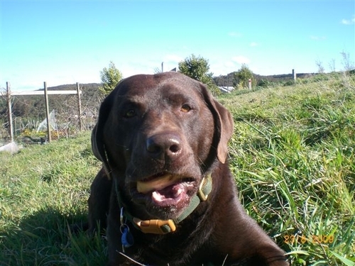 15 year-old chocolate Labrador. I'm a woofer and a tweeter who lives with my daughter @labradorelka