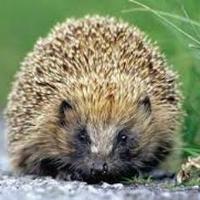 Carlowwildlife (@oakparkcarlow) 's Twitter Profile