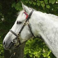 Yeomanstown Stud(@YeomanstownStud) 's Twitter Profile Photo