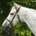 Yeomanstown Stud (@yeomanstownstud) Twitter profile photo Yeomanstown Stud (@yeomanstownstud) Twitter profile photo