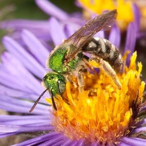 Heather Holm - author of Pollinators of Native Plants, Bees, and Wasps. Pollinator Conservationist and Environmental Educator