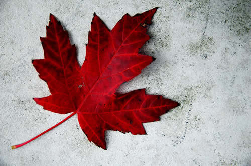 From Canadian poker tournaments to your favourite professional players. Follow us for all the latest!