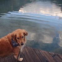 Allison Lepp (@ajlepp) 's Twitter Profile