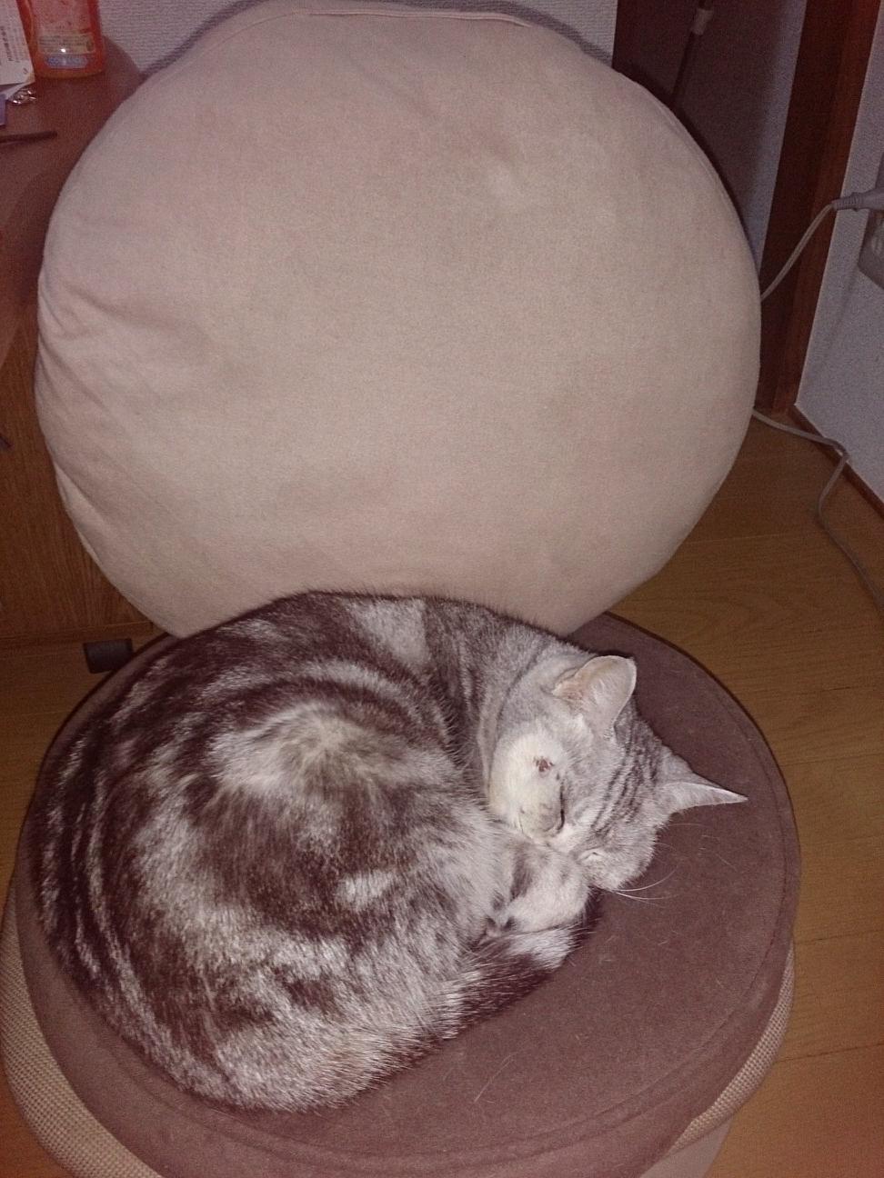 shimashima_2's profile picture. 猫２匹と同居(アメショ女の子)。 何年も心身不調治らず、色々諦めた。  でも生きてたらそのうち良いことあるかも知れないね。