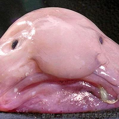 When a blobfish is - South Florida Wildlands Association