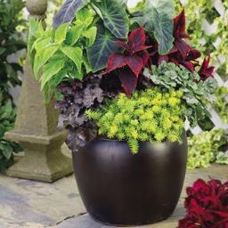 Urban gardens brings you well coordinated,decorative potted plants & flowers that are creatively blended to suite individual's style.