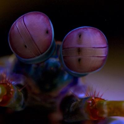 Maulhure's profile picture. 