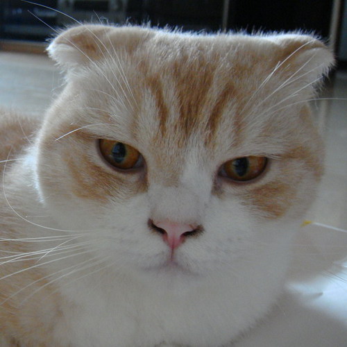 Cannisho's profile picture. 最愛亞幾米和貓地