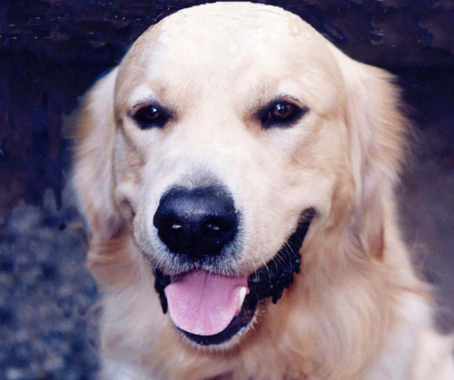 goodluckh855's profile picture. 多趣味だけど、飽きっぽいです。なぜかオーディオ趣味は長続き。水平対向エンジンとかFoveonセンサーとか、こだわりのあるものにこだわるのが好き。