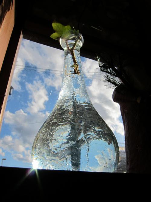 Water plant nature aquarium, Terrarium, Caudex,
Loricaria Sturisoma, Board games, xTool D1.
Japanese y Español.