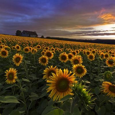 tournesol975's profile picture. 