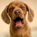 Laxton Kennels (@laxtonkennels) Twitter profile photo Laxton Kennels (@laxtonkennels) Twitter profile photo