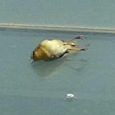 Former Dead bird on second floor window