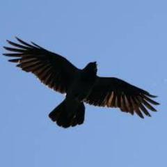 Black Raven (@Black_Raven_)