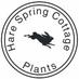 Hare Spring Cottage Plants (@harespring) Twitter profile photo Hare Spring Cottage Plants (@harespring) Twitter profile photo