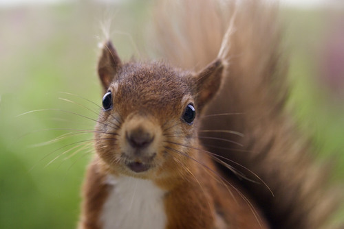 Redrattle1's profile picture. 