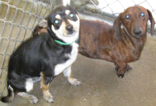 We are an independantly owned animal shelter in Belton, Texas. We have been open since June 2006.
