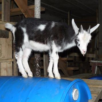 NicolaCunha's profile picture. An SEO working for Mastermynde Mediaworks with a background in sociology, and food