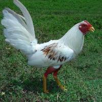 Mahamed LaBemba (@_eljabao) 's Twitter Profile