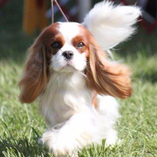 Tweeting the cutest Cavalier King Charles photos on the internet