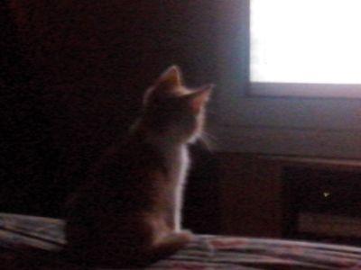 Aungerv's profile picture. El hombre es el único animal que come sin tener hambre, bebe sin tener sed y habla sin tener nada que decir   Mark Twain