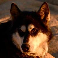 Howie Stern (@howiesternphoto) 's Twitter Profile