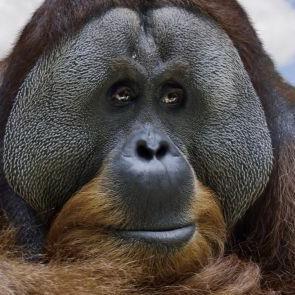 Pvl1951Van's profile picture. 