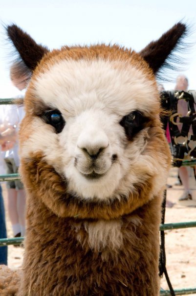 squaretopranch's profile picture. Square Top Ranch is a working alpaca ranch and fiber store in beautiful Sonoita, AZ.  Come visit and say hello.