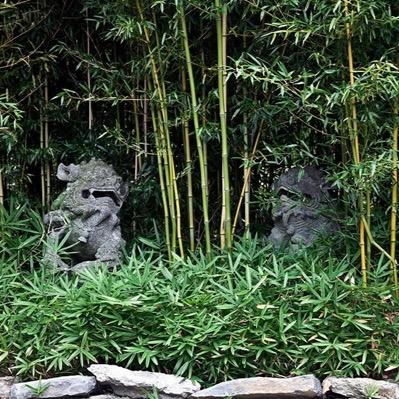 burtonsbamboo's profile picture. Unique with 65 species of bamboo, granite statuary, exotic birds, private 7 acre wooded lake, & NEW wedding venue! Visit us on The Knot http://t.co/atxI5UzBqs