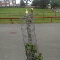 The Meeting Tree (@ripmeetingtree) 's Twitter Profile