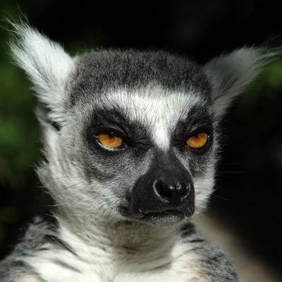 grumpy lemur